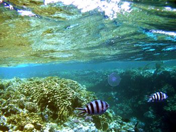 Reef top by Wendy Male 